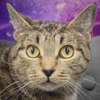 Rescue Tabby and Domestic Short Hair Cats for Adoption in Huntley, Illinois - Tallulah | PetCurious