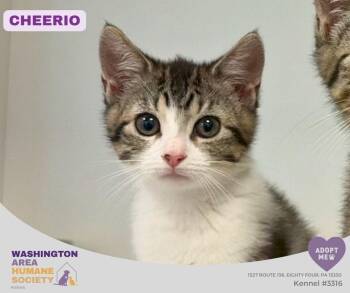 Cheerio -  Domestic Short Hair Cat for Adoption in Eighty Four, Pennsylvania - Cheerio | PetCurious