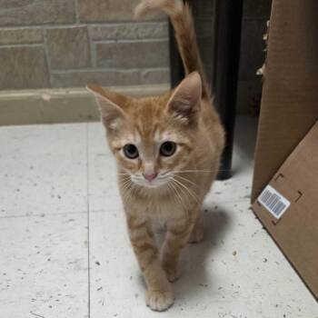 Bird -  Domestic Short Hair Cat for Adoption in Davenport, Iowa - Bird | PetCurious