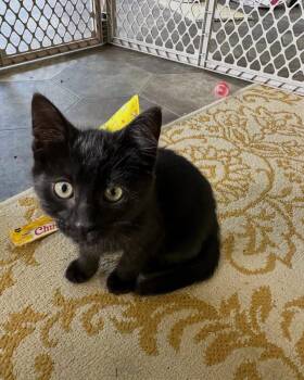 Patience -  Domestic Short Hair Cat for Adoption in Grand Haven, Michigan - Patience | PetCurious