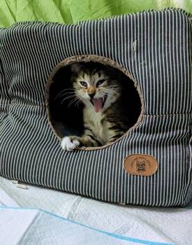 Rescue Tabby Cats for Adoption in Springfield, Oregon - Trinity | PetCurious