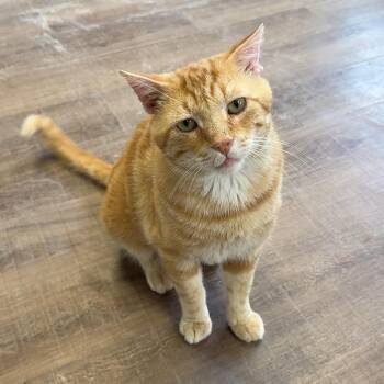 Ralph -  Domestic Short Hair Cat for Adoption in Alma, Michigan - Ralph | PetCurious