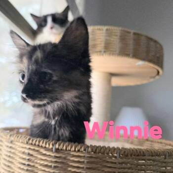 Winnie -  Maine Coon and Domestic Short Hair Cat for Adoption in New Braunfels, Texas - Winnie | PetCurious