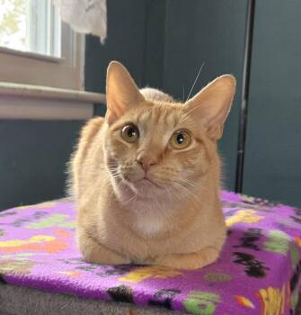 Rescue Domestic Short Hair Cats for Adoption in Woodbridge Township, New Jersey - Peaches | PetCurious