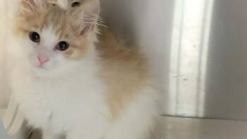 CORDIE -  Domestic Medium Hair Cat for Adoption in Tustin, California - CORDIE | PetCurious