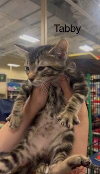 Tabby -  Domestic Short Hair Cat for Adoption in The Woodlands, Texas - Tabby | PetCurious