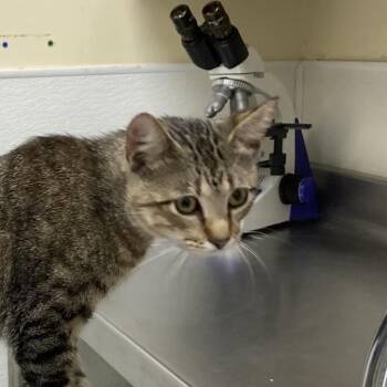 Swat -  Domestic Short Hair Cat for Adoption in Galveston, Texas - Swat | PetCurious