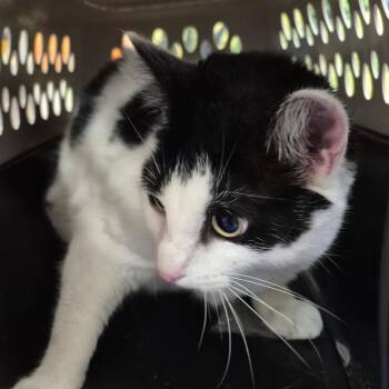 Domestic Short Hair Cats Available for Adoption - Spatula | PetCurious