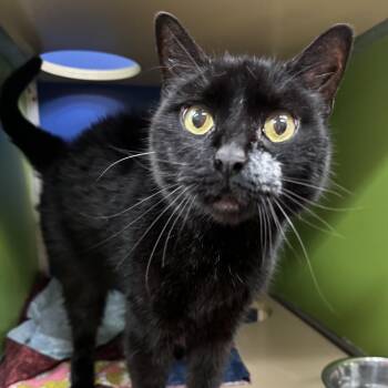 Rescue Domestic Short Hair Cats for Adoption in Philadelphia, Pennsylvania - Drizella | PetCurious