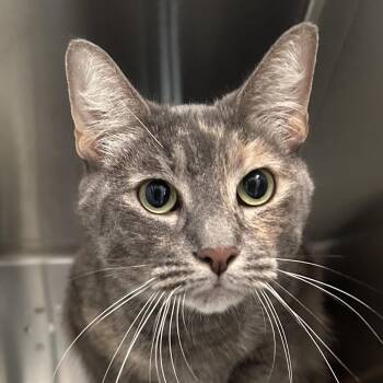 Domestic Short Hair Cats Available for Adoption in Denver, Colorado - Bee Bee TX | PetCurious