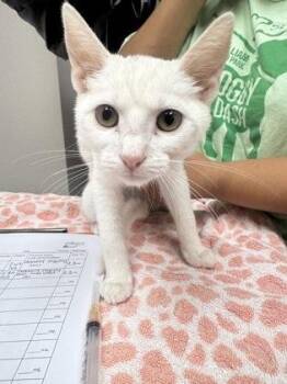 Ashe Wednesday -  Domestic Short Hair Cat for Adoption in Sacramento, California - Ashe Wednesday | PetCurious