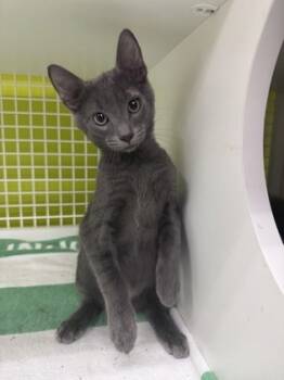 Rescue Domestic Short Hair Cats for Adoption in Honolulu, Hawaii - Greyson | PetCurious