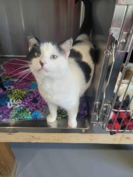 Rescue Domestic Short Hair Cats for Adoption in Ashland, Wisconsin - COW CAT | PetCurious