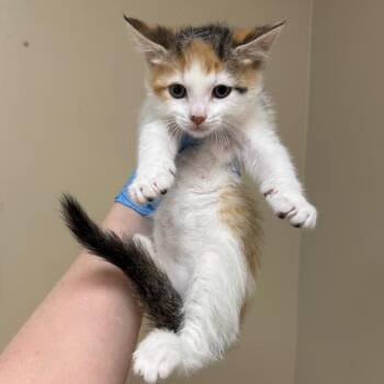 Domestic Short Hair Cats Available for Adoption in Birmingham, Alabama - Glitz | PetCurious