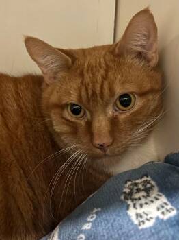 Domestic Short Hair Cats Available for Adoption in Fall River, Massachusetts - Bradley | PetCurious