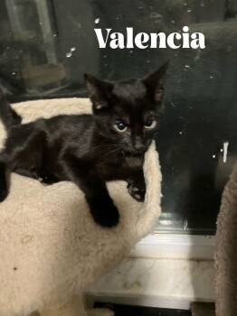 Jaffa **Special Needs - FELV+** -  Domestic Short Hair Cat for Adoption in Alafaya, Florida - Jaffa **Special Needs - FELV+** | PetCurious