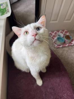 Rescue Domestic Short Hair Cats for Adoption in Nacogdoches, Texas - RIGGS | PetCurious