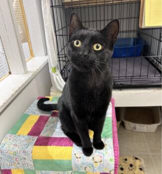 Vanity -  Domestic Short Hair Cat for Adoption in Maple Ridge, British Columbia - Vanity | PetCurious