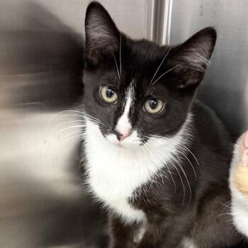 Leo -  Domestic Short Hair Cat for Adoption in Cumming, Georgia - Leo | PetCurious