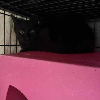 Domestic Long Hair Cats Available for Adoption in Columbus, North Carolina - Cleopatra | PetCurious