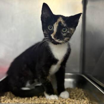 Tootsie 26-0487 -  Domestic Short Hair Cat for Adoption in Yanceyville, North Carolina - Tootsie 26-0487 | PetCurious