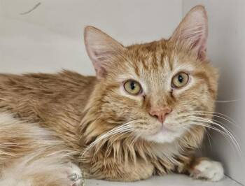 MR. -  Domestic Long Hair Cat for Adoption in Albuquerque, New Mexico - MR. | PetCurious