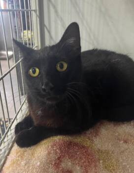 Pandora -  Domestic Short Hair Cat for Adoption in Kell, Illinois - Pandora | PetCurious
