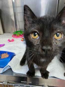 Coal -  Domestic Short Hair Cat for Adoption in New Cumberland, West Virginia - Coal | PetCurious