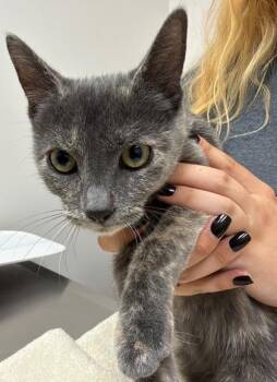 Flora -  Domestic Short Hair Cat for Adoption in Sacramento, California - Flora | PetCurious