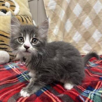 Louis -  Domestic Medium Hair Cat for Adoption in Hawthorne, California - Louis | PetCurious