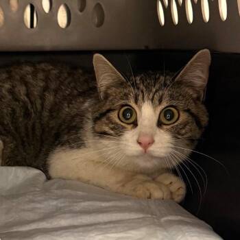 Domestic Short Hair Cats Available for Adoption - Alexa | PetCurious