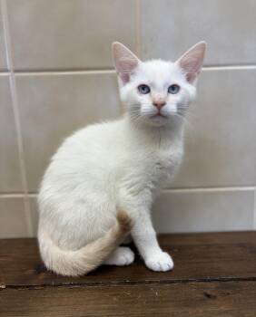 Mozzarella -  Siamese Cat for Adoption in Kerrville, Texas - Mozzarella | PetCurious
