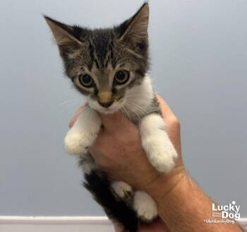 Garnet -  Domestic Short Hair Cat for Adoption in Washington, District Of Columbia - Garnet | PetCurious
