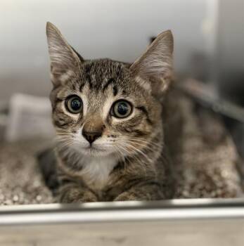 WESLEY -  Domestic Short Hair Cat for Adoption in Redlands, California - WESLEY | PetCurious