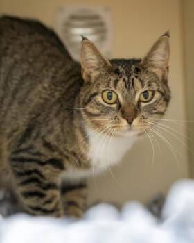 Sam -  Domestic Short Hair Cat for Adoption in Pequot Lakes, Minnesota - Sam | PetCurious