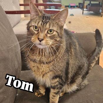 Rescue Domestic Short Hair Cats for Adoption in Rochester, New York - Tom | PetCurious