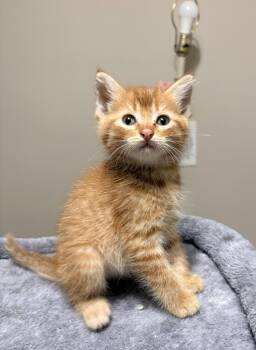 Hudson -  Domestic Short Hair Cat for Adoption in The Woodlands, Texas - Hudson | PetCurious