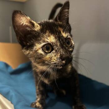 Billie -  Domestic Short Hair Cat for Adoption in Chattanooga, Tennessee - Billie | PetCurious