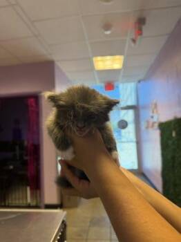 61684428 -  Domestic Long Hair Cat for Adoption in El Paso, Texas - 61684428 | PetCurious