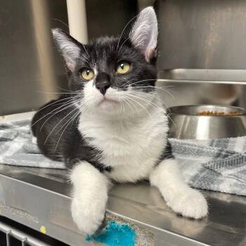 Etouffee -  Domestic Short Hair Cat for Adoption in Roanoke, Virginia - Etouffee | PetCurious