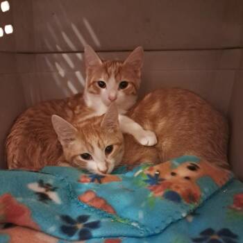 Luke -  Domestic Short Hair Cat for Adoption in Concord, New Hampshire - Luke | PetCurious