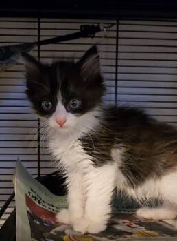Cow -  Domestic Long Hair and Extra Toes Cat Hemingway Polydactyl Cat for Adoption in Pacifica, California - Cow | PetCurious