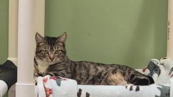 Domestic Short Hair Cats Available for Adoption in Tustin, California - MARTY | PetCurious