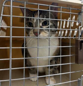 Bella -  Domestic Short Hair and Torbie Cat for Adoption in Mendham, New Jersey - Bella | PetCurious