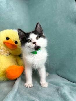 Pablo -  Domestic Short Hair Cat Available for Adoption in Tavares, Florida - Pablo | PetCurious