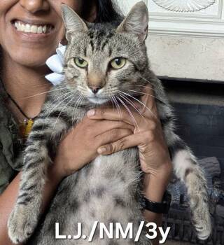 Rescue Domestic Short Hair Cats for Adoption in Parma, Ohio - L.J. | PetCurious