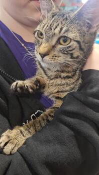 Rescue Domestic Short Hair Cats for Adoption in New York, New York - JOURNEY - Velcro Kitten :) | PetCurious