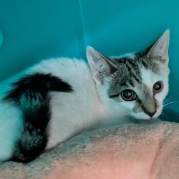 Fleetwood Mac -  Domestic Short Hair Cat for Adoption in Oshkosh, Wisconsin - Fleetwood Mac | PetCurious
