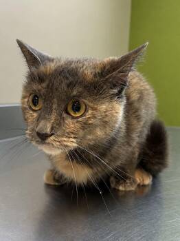 Dora -  Domestic Short Hair Cat Available for Adoption in Delson, Quebec - Dora | PetCurious