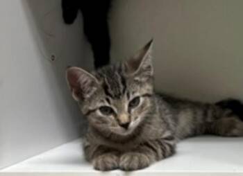 Rescue Tabby Cats for Adoption in Fresno, California - Tiger | PetCurious